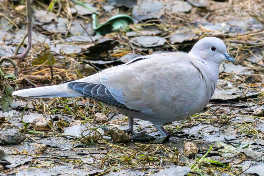 Collared Dove image 3